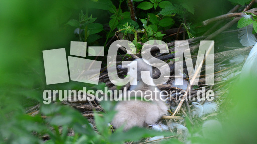 Höckerschwanküken (10).jpg